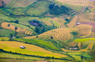 Ta Leng Fields - Vietnam
